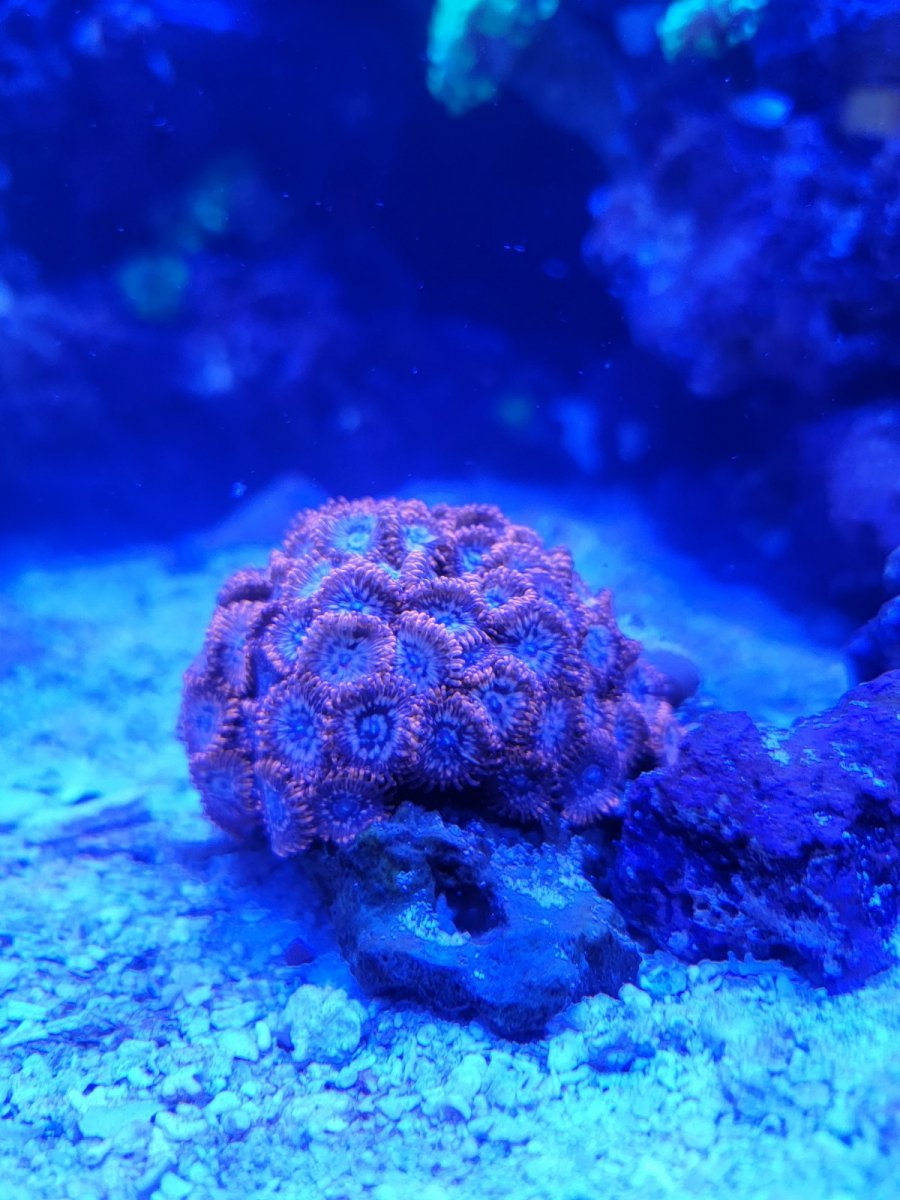 zoa.jpeg