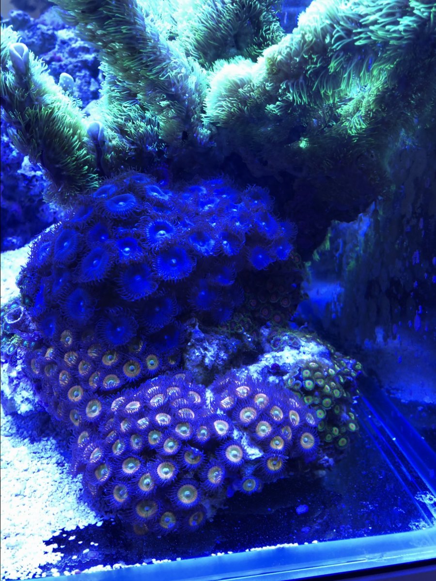 zoa.JPG