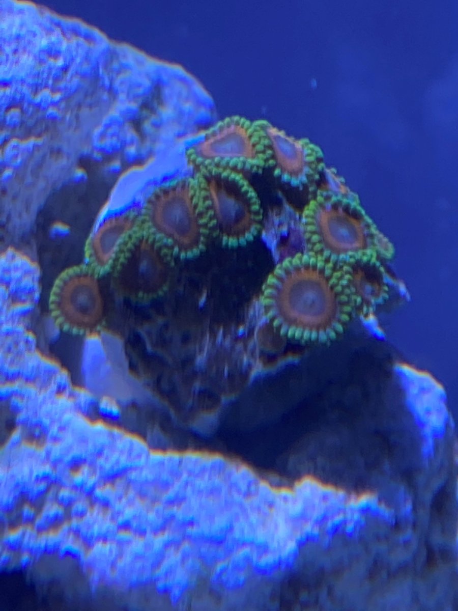zoa.jpg