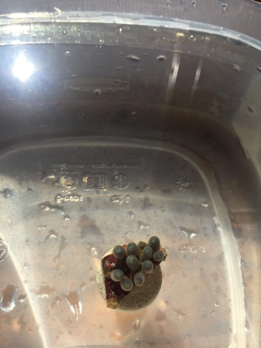 zoa.jpg