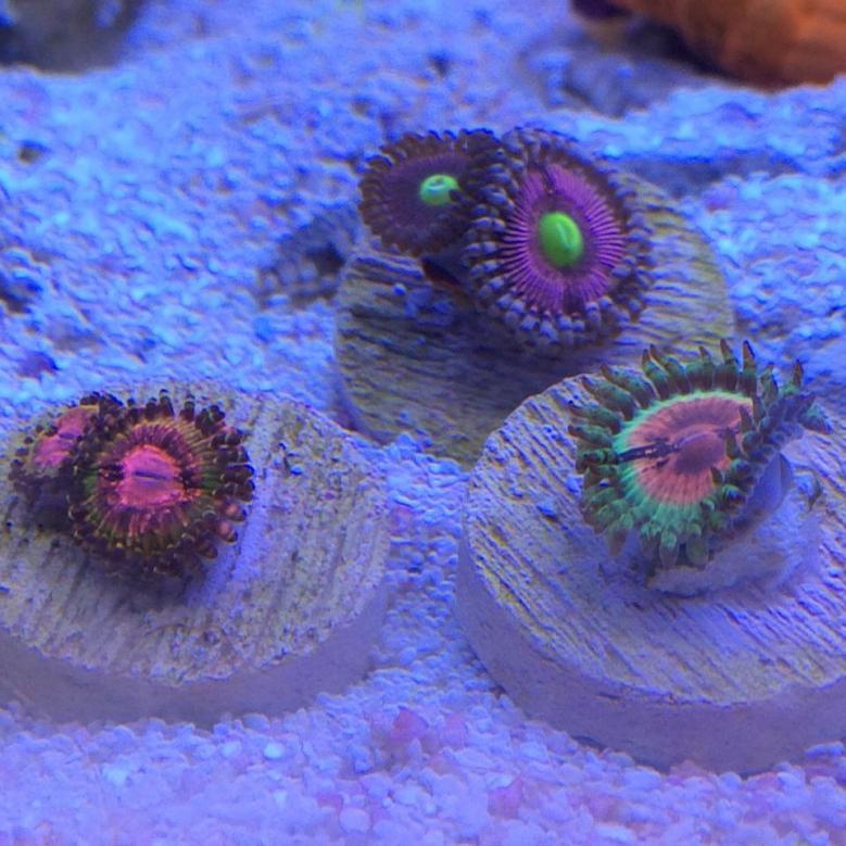 zoa.jpg