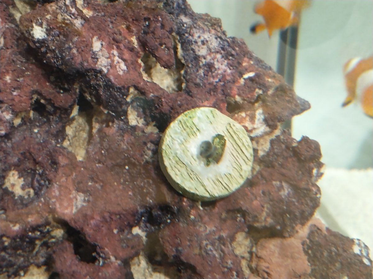 Zoa.jpg