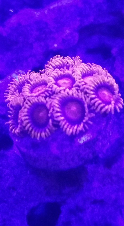 zoa.jpg