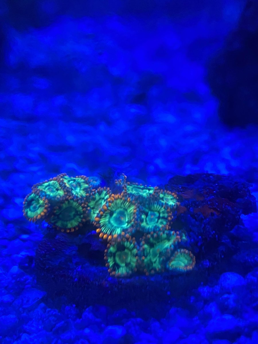 zoa.jpg