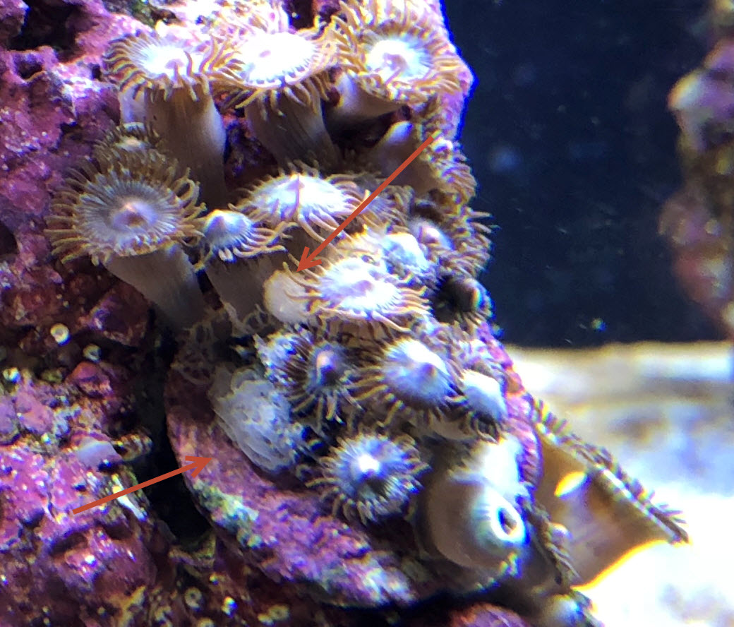 Zoa Parasite ID | Reef2Reef
