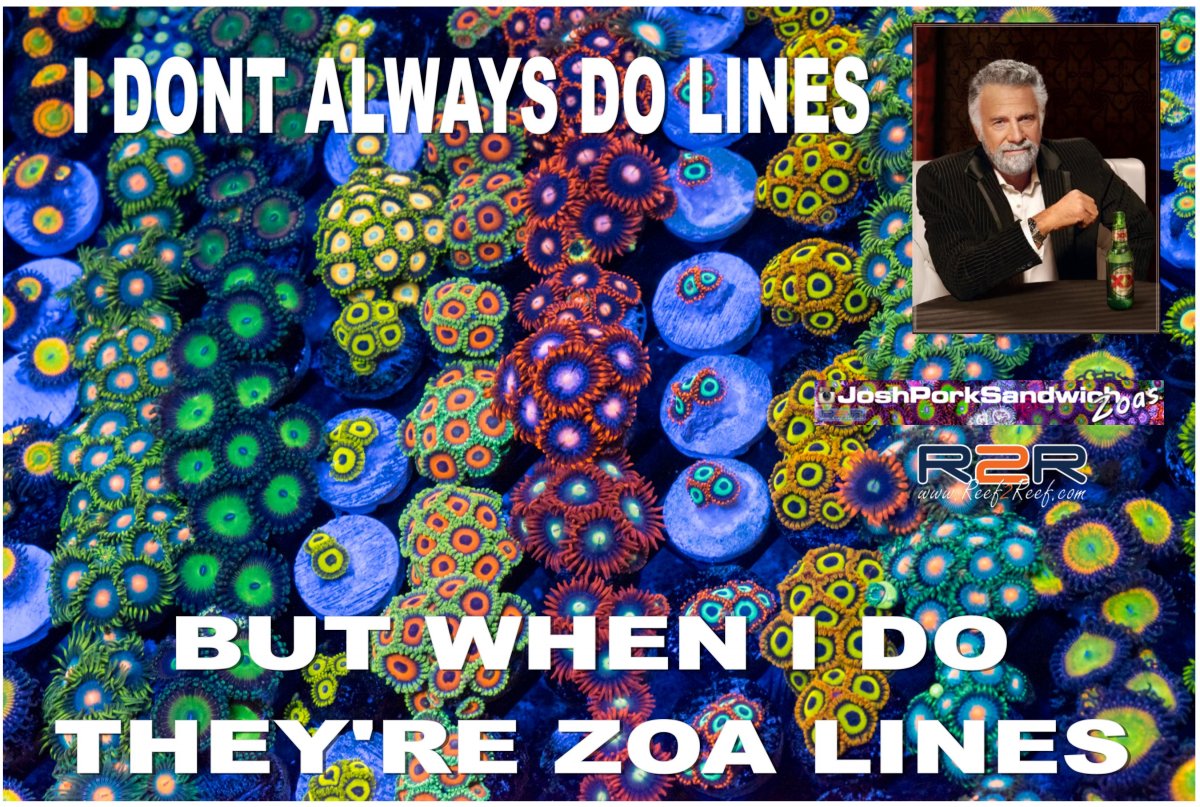 ZOA LINES.jpg