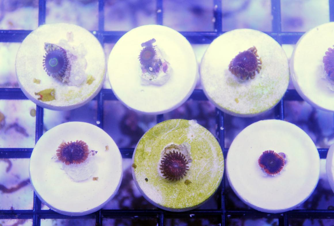 zoa pack 1.jpg