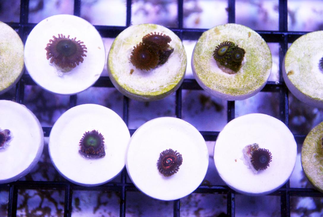 zoa pack 2.jpg