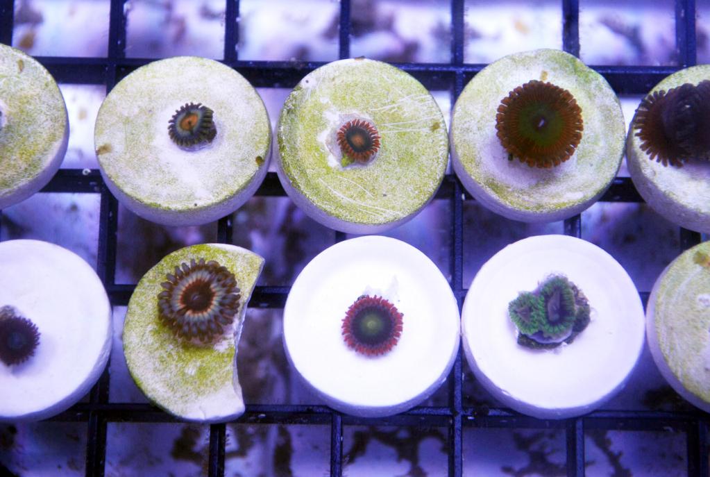 zoa pack 3.jpg