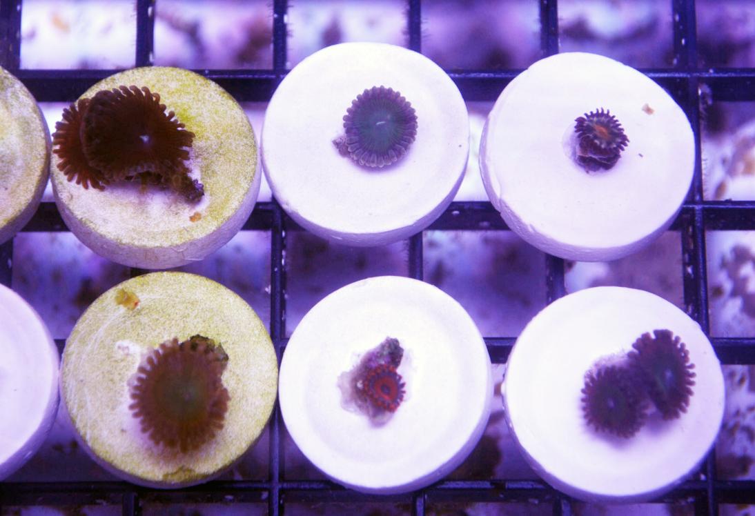zoa pack 4.jpg