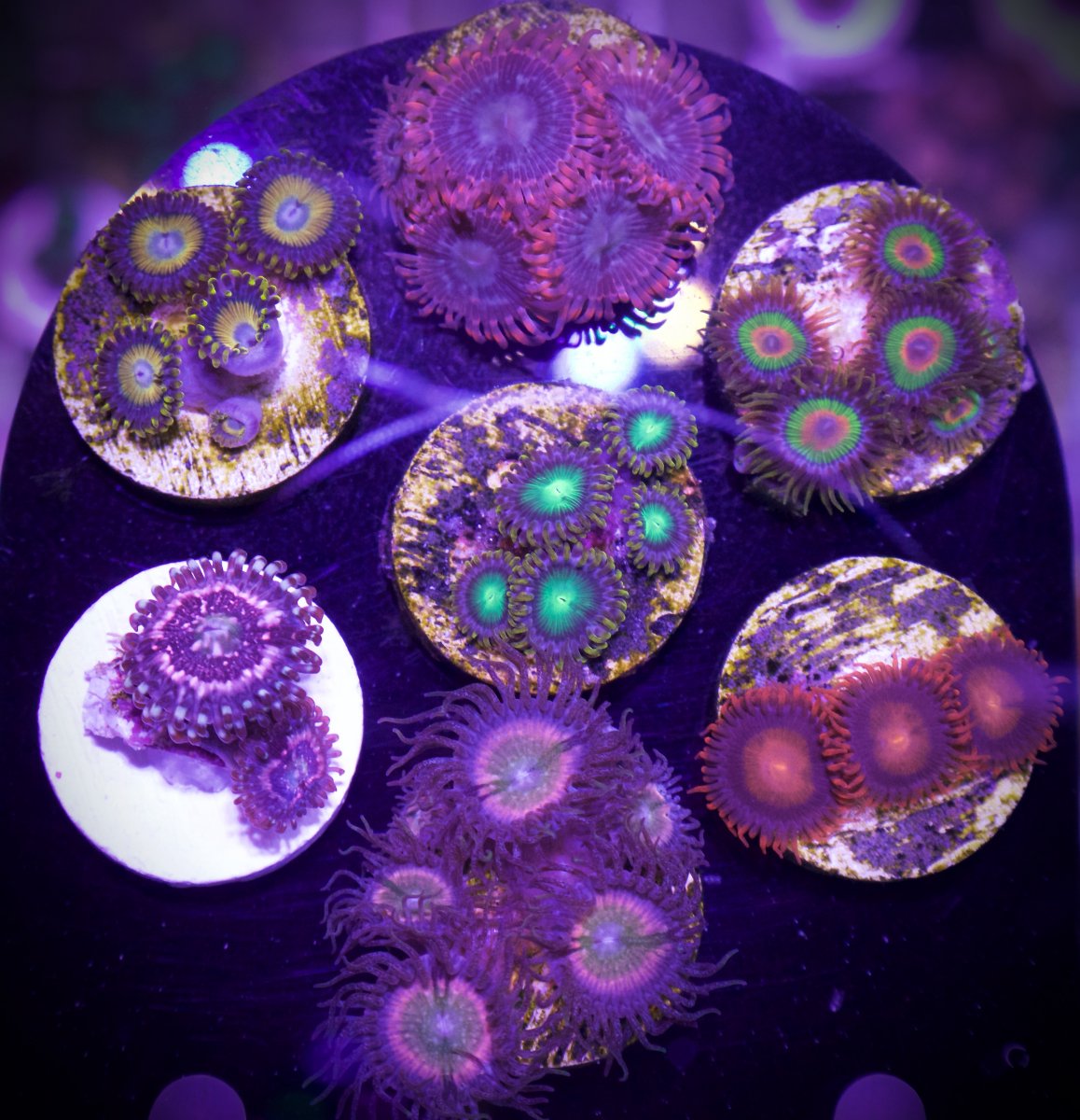 zoa pack.jpg