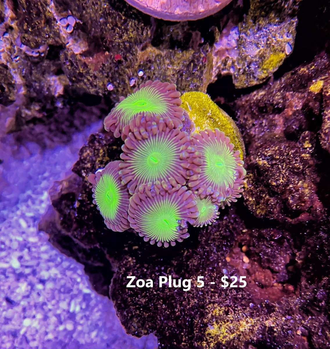Zoa Plug 5 Updated.jpg