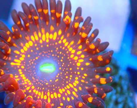 zoa.PNG