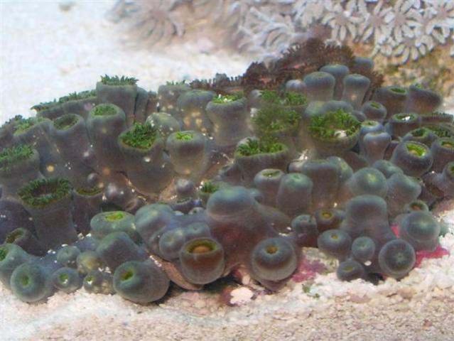zoa pox.jpg