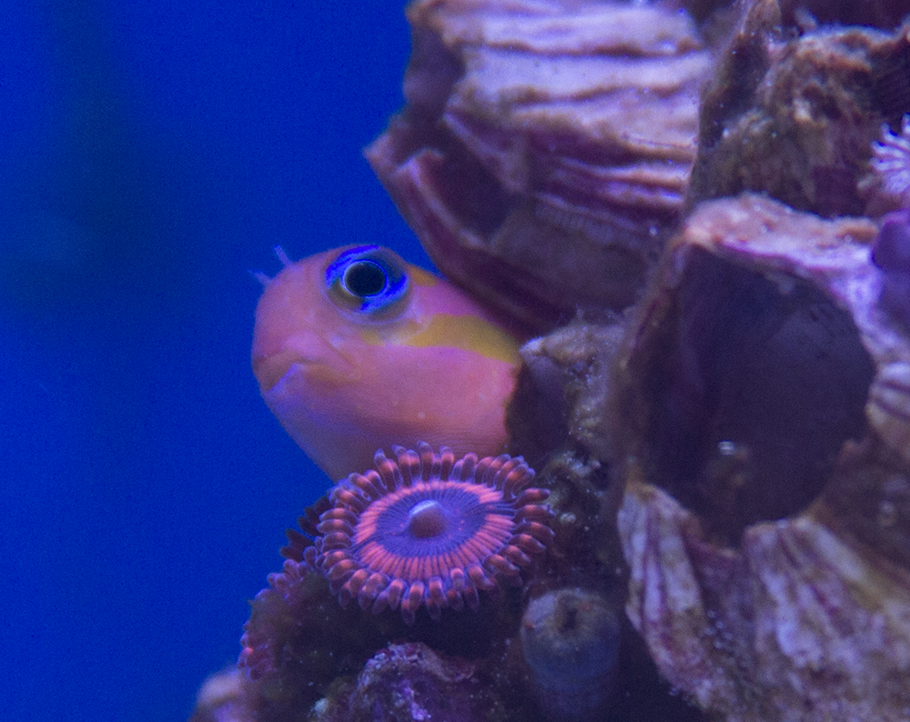 zoa with fish.png