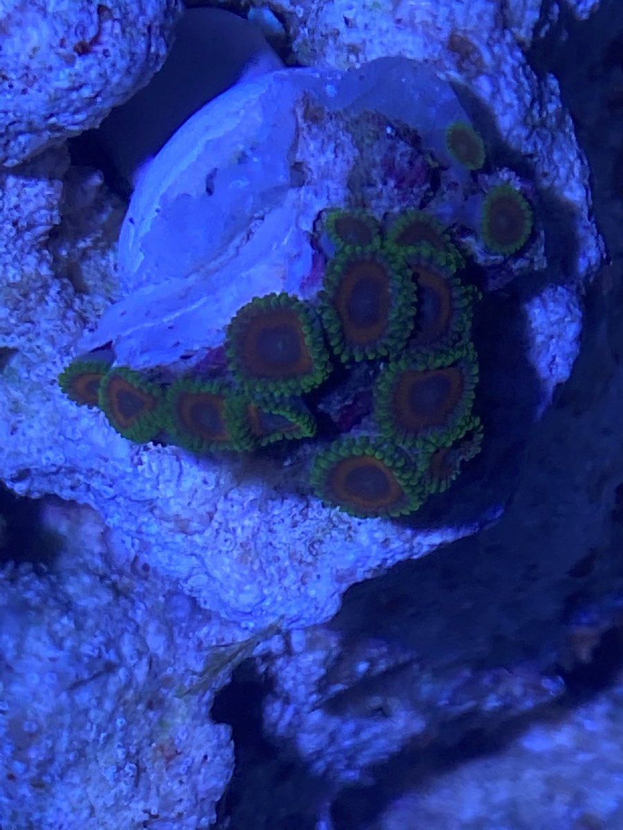zoa1.jpg