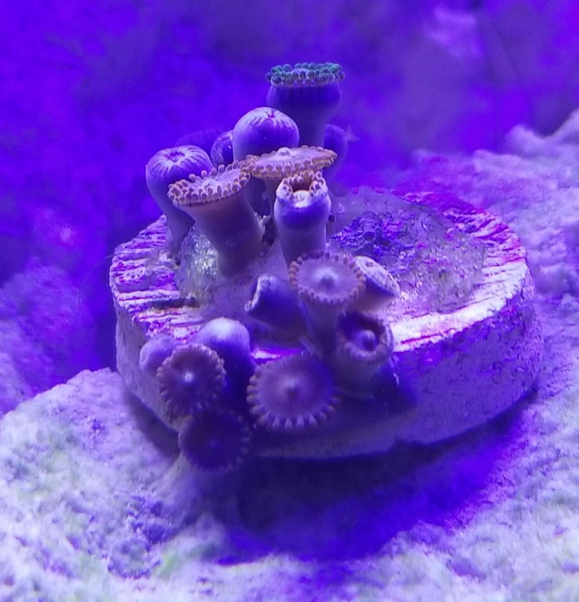 Zoa1.jpg