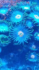 zoa1.jpg