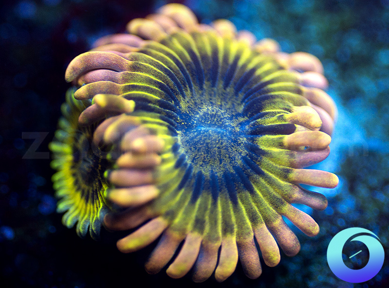Zoa1.jpg