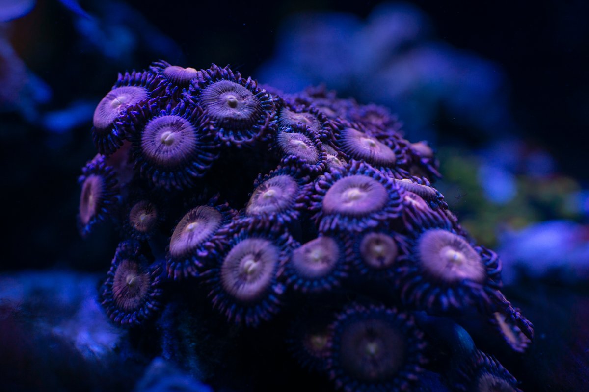 zoa1.jpg