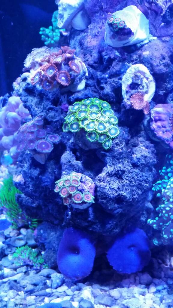 zoa1.jpg