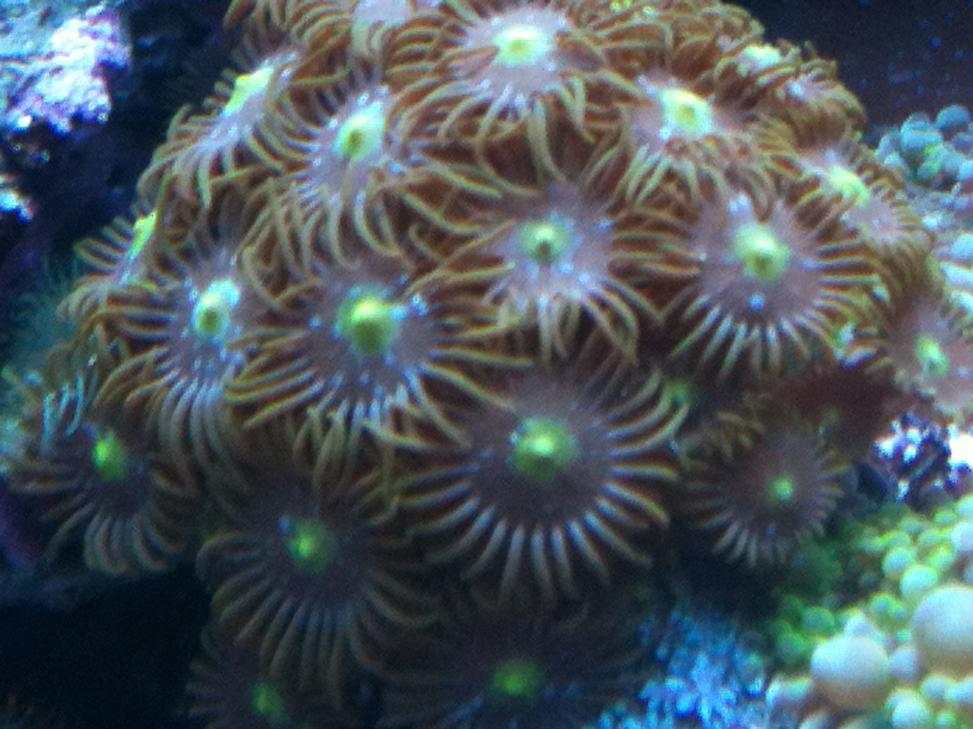 zoa1.jpg