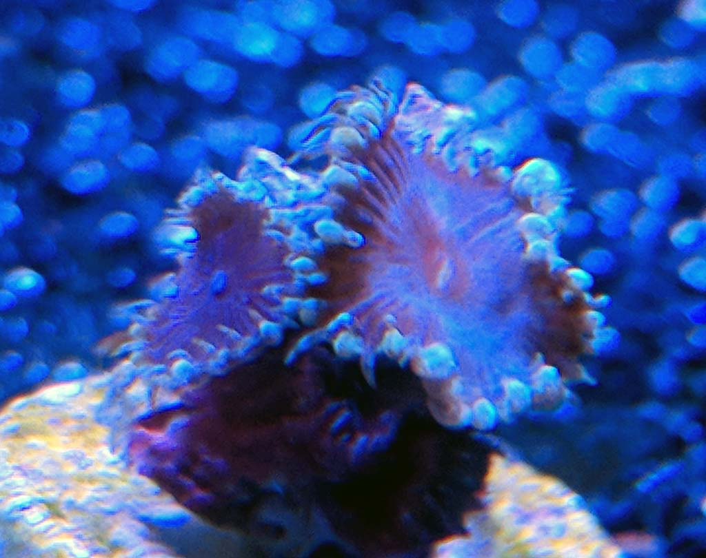 Zoa13.jpg