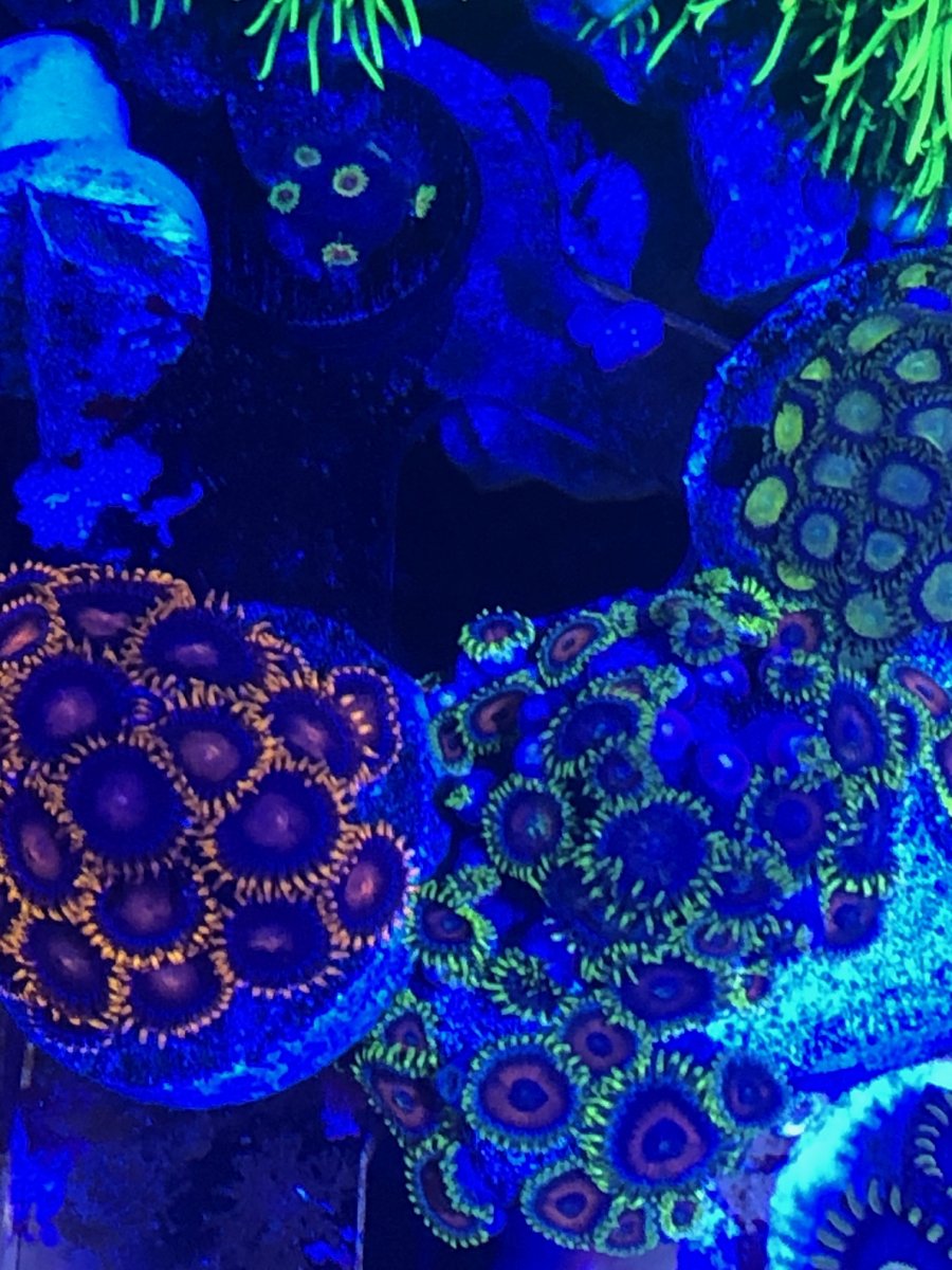 zoa2.jpeg