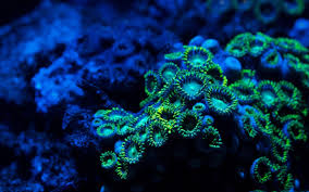 zoa2.jpg