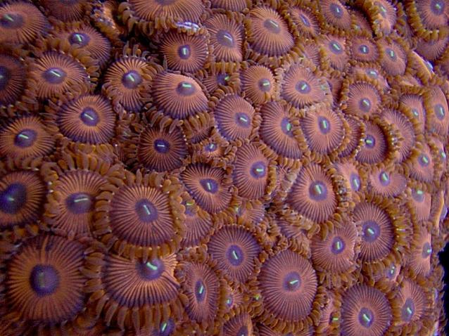 zoa2.jpg