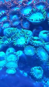 zoa2.jpg