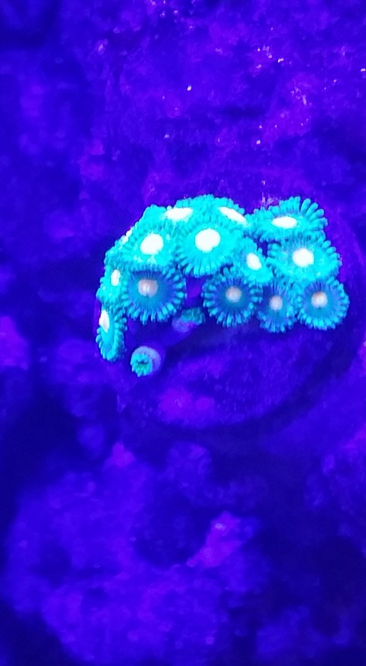 zoa2.jpg