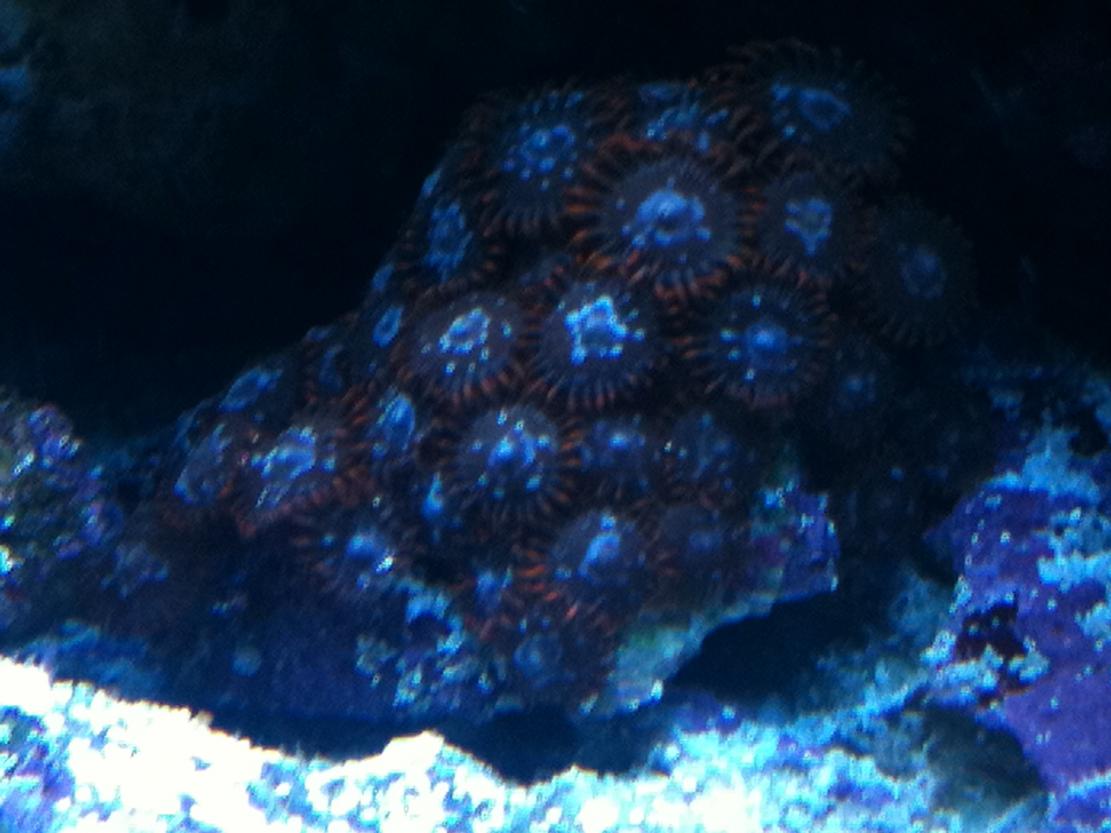zoa2.jpg