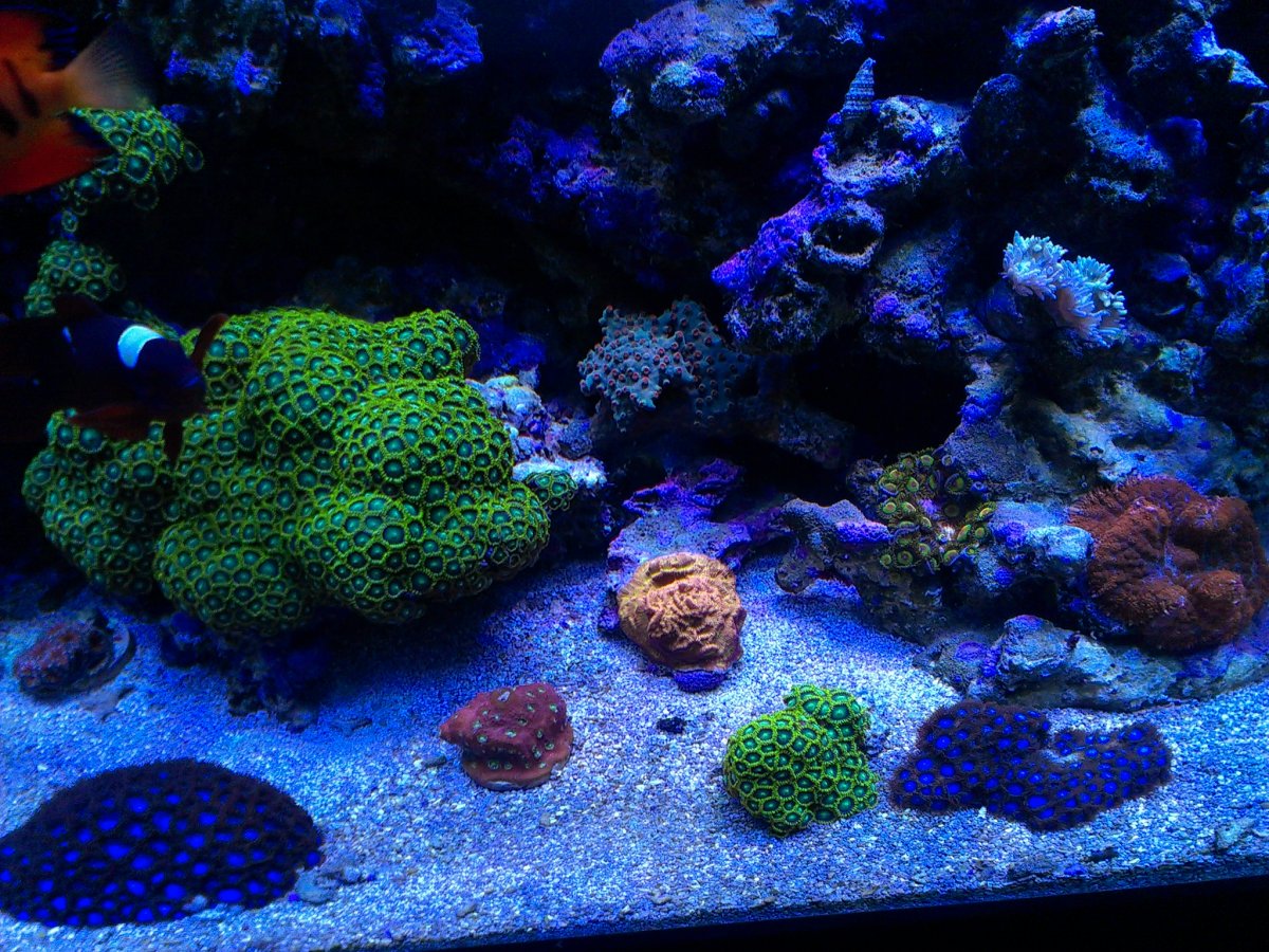 Zoa2.JPG