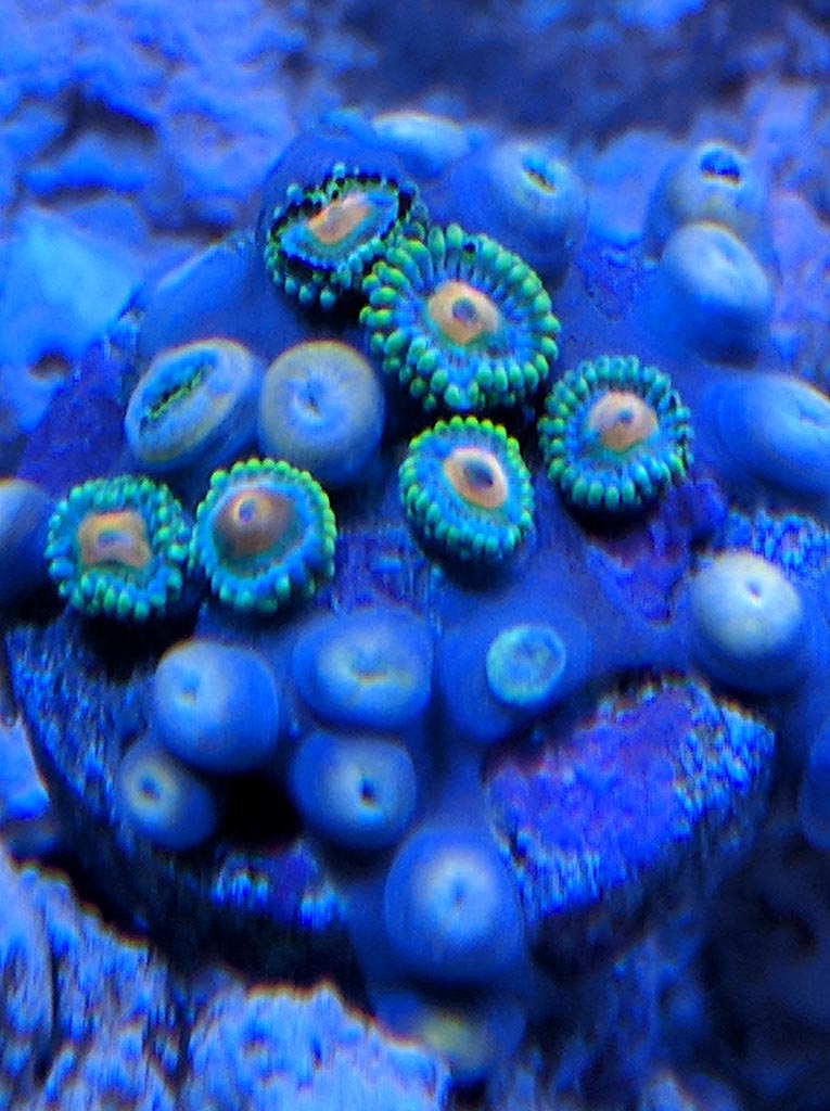Zoa2.jpg