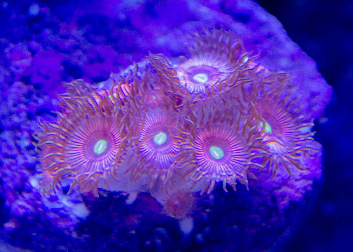 zoa2.jpg