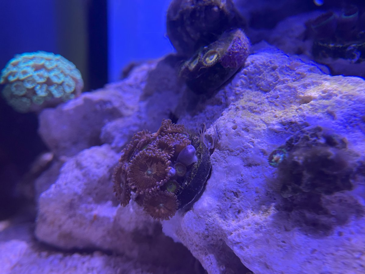 Zoa22424.jpg
