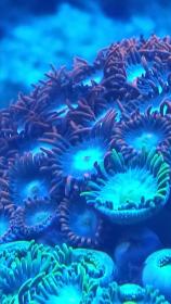 zoa3.jpg