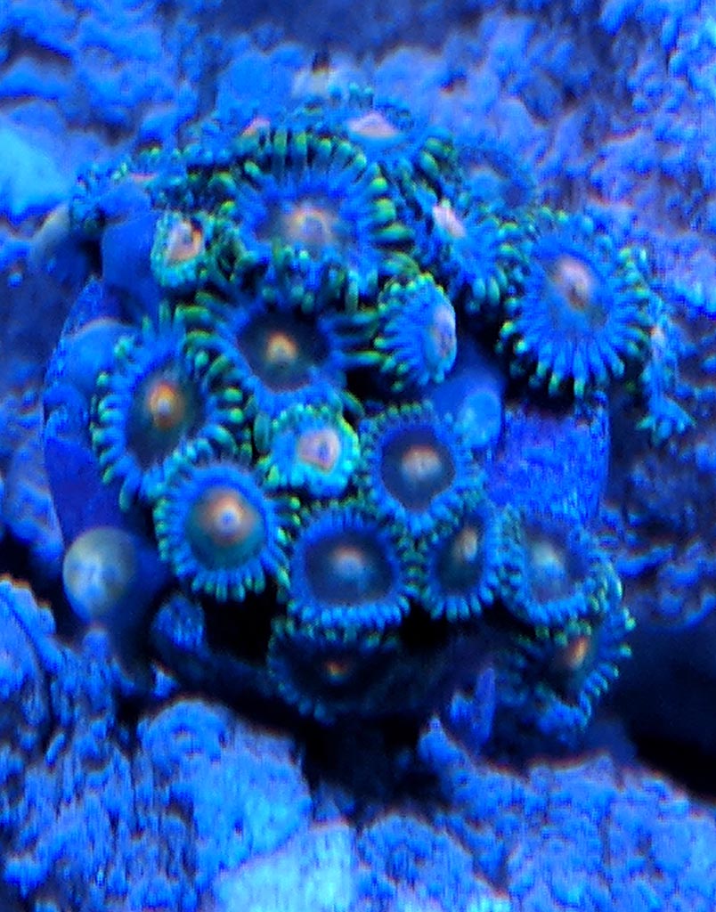 Zoa3.jpg