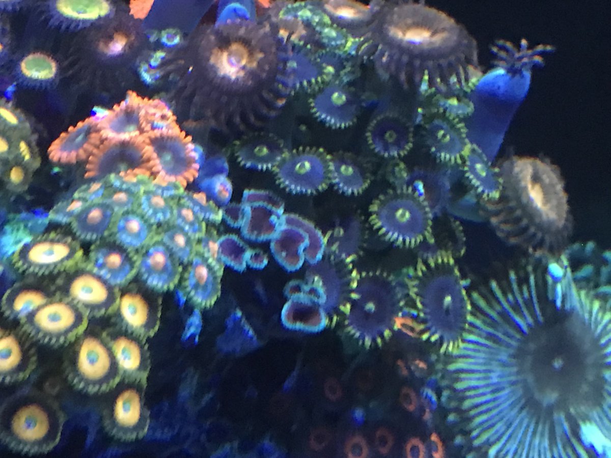 zoa3.jpg