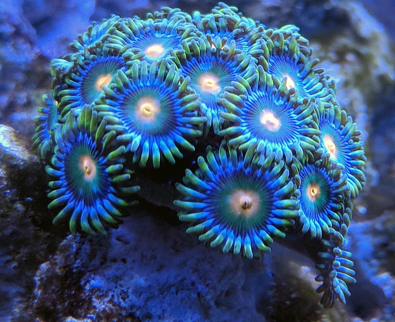 Zoa8.jpg