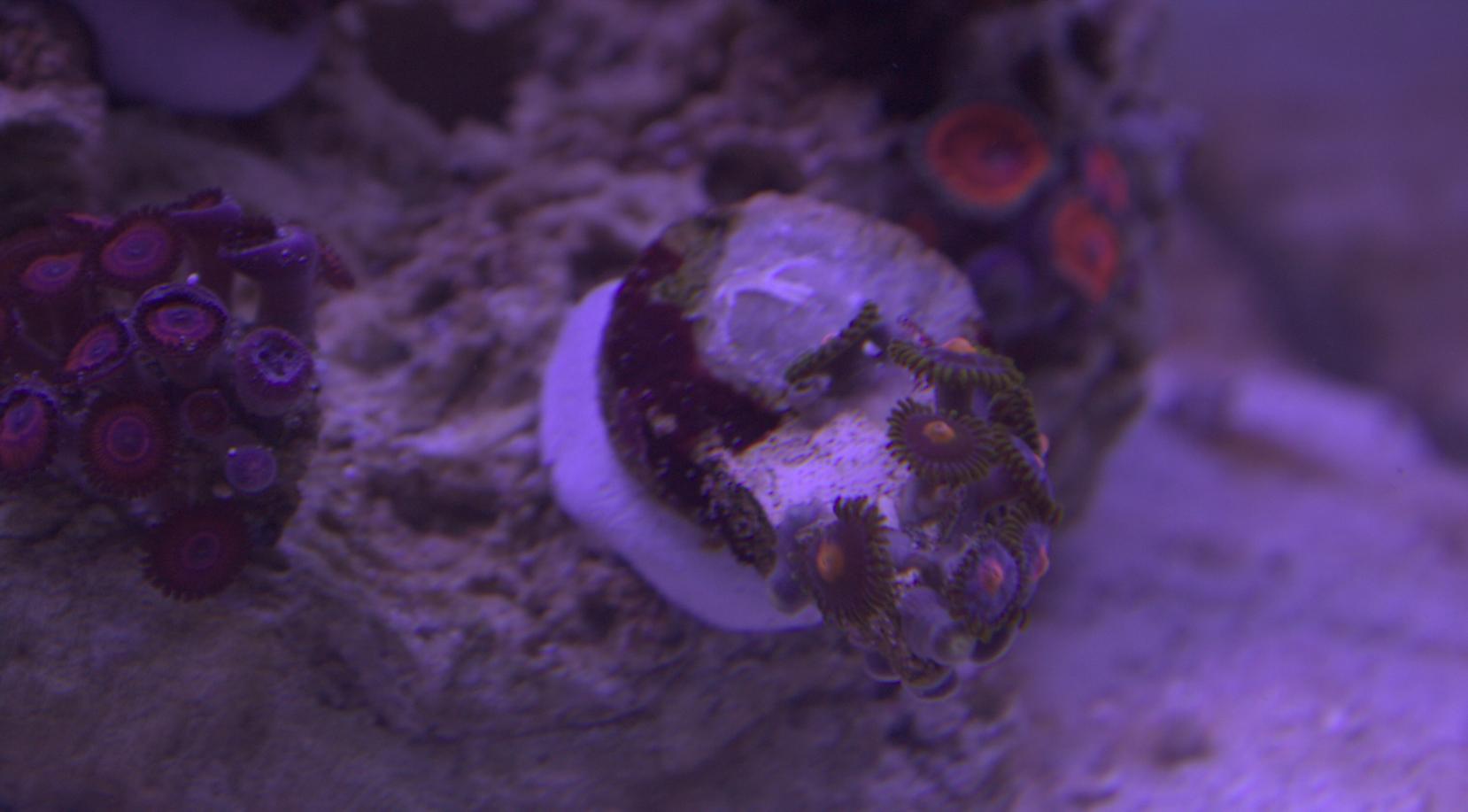 Zoanthid 2.jpg