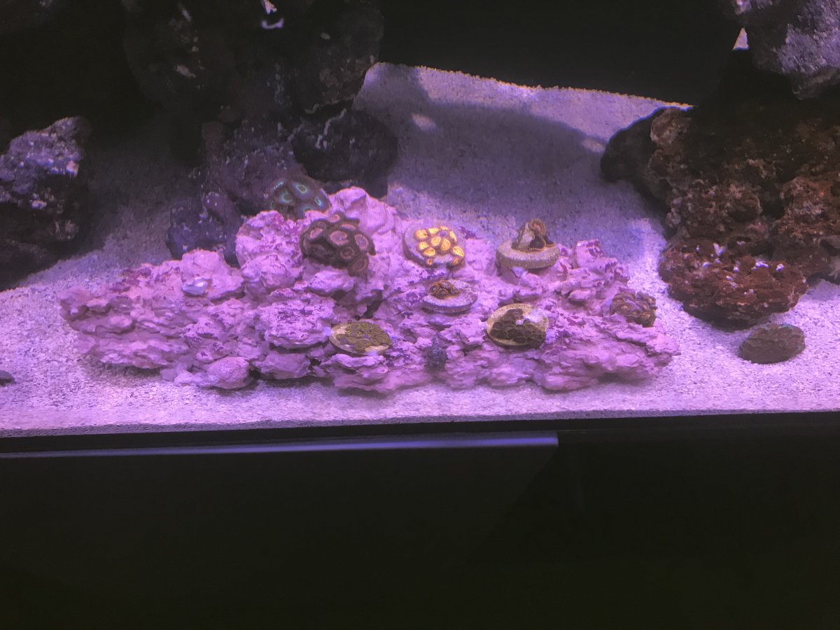 zoanthid.jpeg