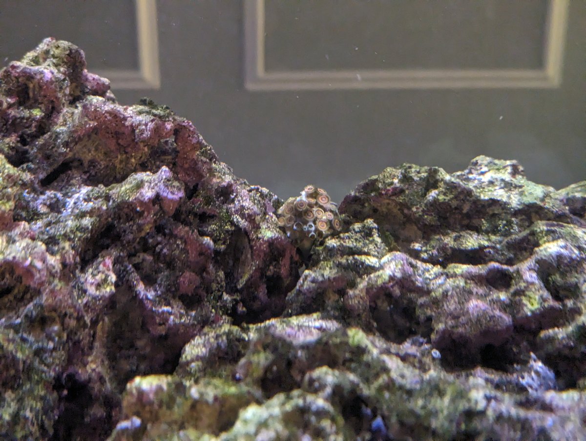 Zoanthid.jpg