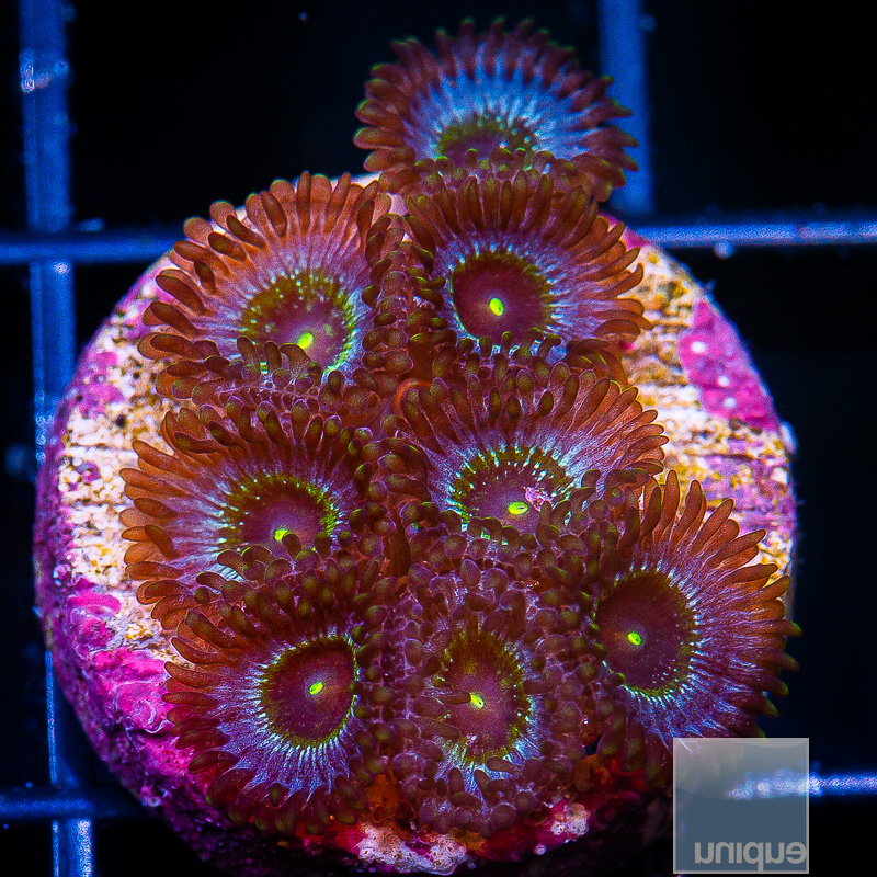 Zoanthid with Potential 89 20.JPG