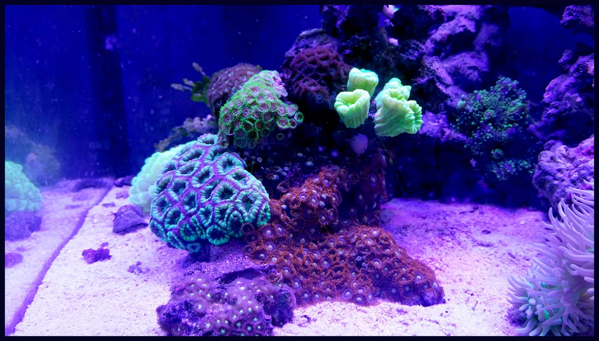 zoanthid_rock.jpg