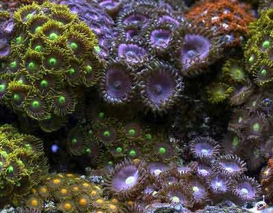 Top 10 Corals for Beginners - Reef Kinetics
