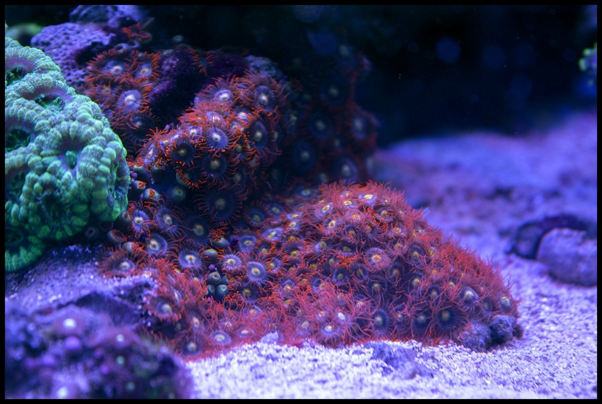 Zoanthids.jpg