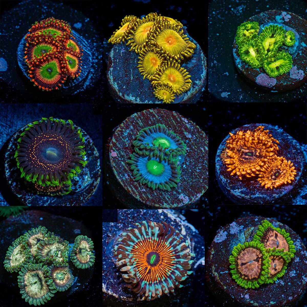RIPTIDE AQUACULTURE| 1776 LIVE SALE | TON of Coral for $17.76