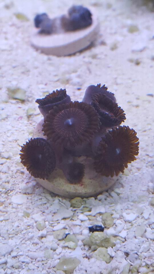 Zoanthids.jpg